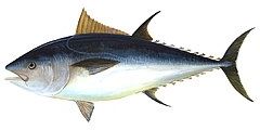 Tunfisk